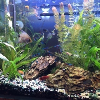 水草 ツーテンプル バケツごと 500円の画像