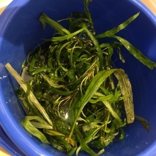 水草 ツーテンプル バケツごと 500円の画像