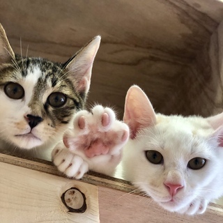 10月27日　猫の譲渡会　約40匹のネコが待ってます！