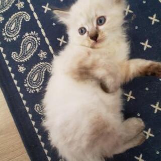 生後2ヶ月のメス猫ちゃん