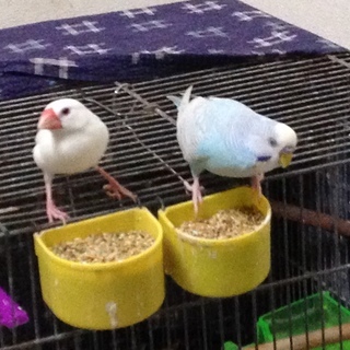 西葛西周辺で、小鳥を飼っている人のお仲間を募集します！