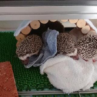 募集中です(11/13) 子ハリネズミ 8/31産まれ  
