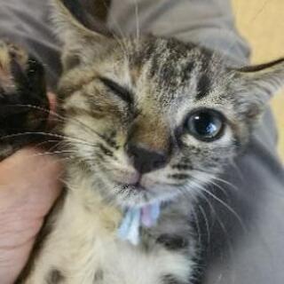 ５匹の子猫