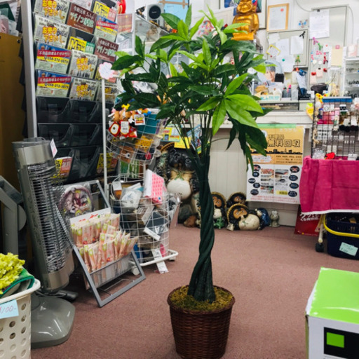 ✿観葉植物✿