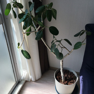 観葉植物 ベンガレンシス