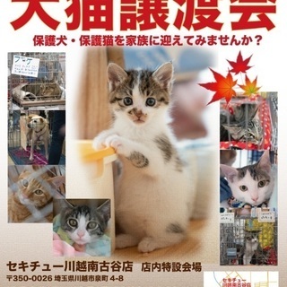 セキチュー川越南古谷店☆犬猫譲渡会