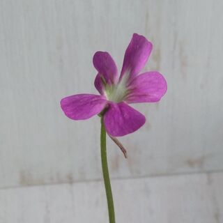 食虫植物　ムシトリスミレ　ピンギキュラセトス