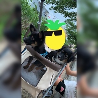 ポメラニアンと、パピヨンのMIXです。