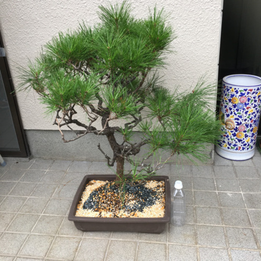 特大サイズ  盆栽 五葉松