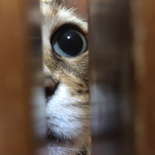 ベンガル猫 3歳です。