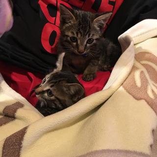 野良猫の子猫3匹