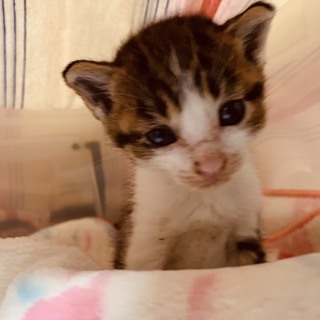 可愛い4週ぐらいの子猫