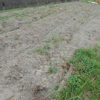 貸し農園　家庭菜園　自分で畑をしませんか？　農地賃貸　車両スペースあり　貸農園　サンデー農園 - 短期賃貸