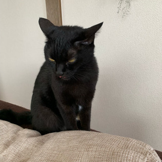 （お話し中）人懐こい黒猫です（女の子）