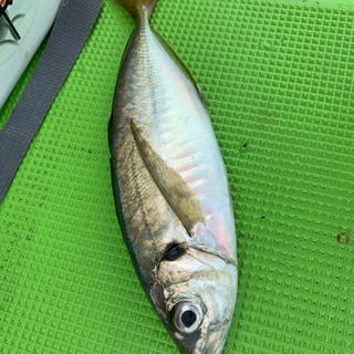 釣りとお魚さばき体験