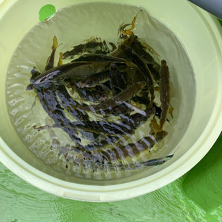 釣りとお魚さばき体験 - 板橋区