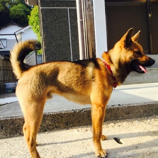 甲斐犬のミックス オス4歳 - 福山市