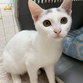 募集中❣️保健所からレスキューのねこたち