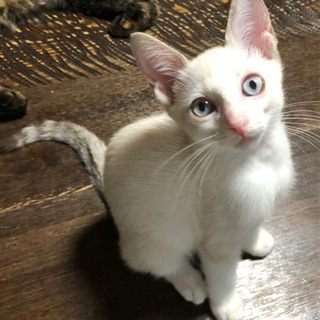 優しい里親さんが見つかりました！ 生後4ヶ月の子猫。シャムのミッ...
