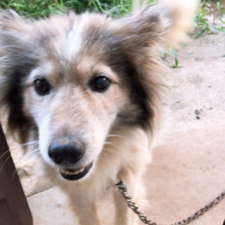 犬の里親募集 中型犬の画像