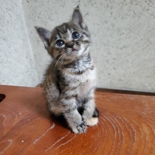 届出済み☆生後35日目のキジトラの子猫の里親さん募集☆