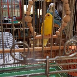 セキセイインコ仲良しカップル差し上げます。