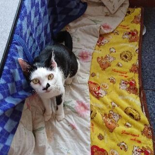 可愛いチョビヒゲの猫ちゃん、差し上げます。
