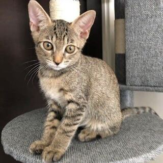 動物保護管理センターから引き出しニコちゃん