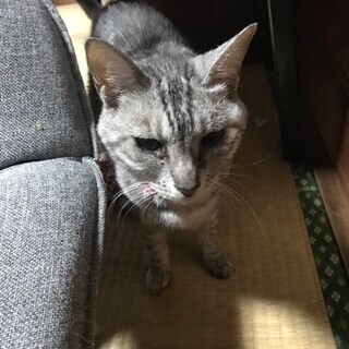 甘えたちゃんの熟熟女 にがり - 里親募集