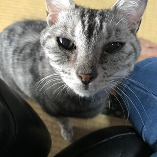 甘えたちゃんの熟熟女 にがりの画像