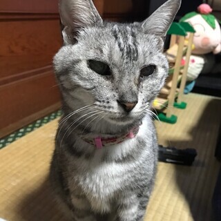 甘えたちゃんの熟熟女 にがり − 兵庫県