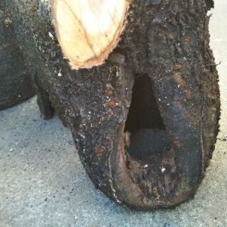 オオヤマザクラのパイプ丸太！オブジェ、プランター、薪などに。茨城県潮来市。の画像