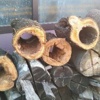 オオヤマザクラのパイプ丸太！オブジェ、プランター、薪などに。茨城県潮来市。の画像