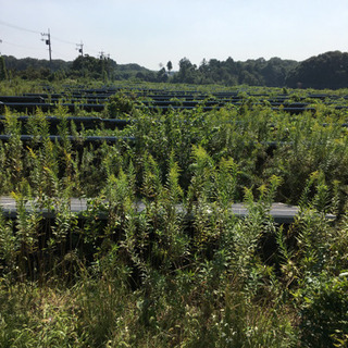栃木県壬生町　草刈りバイト15名募集　草刈り経験者等の画像