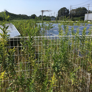 栃木県壬生町　草刈りバイト15名募集　草刈り経験者等の画像