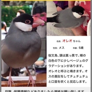 迷子になった桜文鳥を探しています。