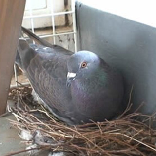 鳩対策します！
