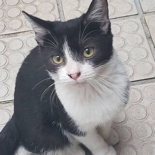 猫ちゃん親子（親猫1匹子猫2匹）殺処分されちゃいます！助けて！！