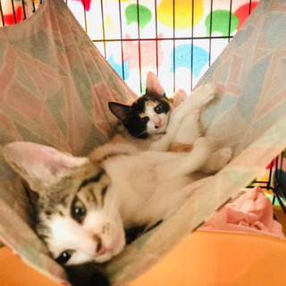 い ぬ・ ねこ譲渡会
