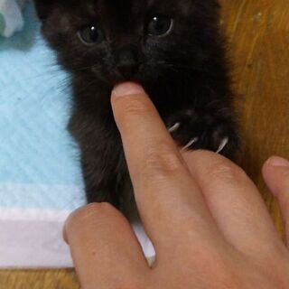 「募集一旦停止させて頂きます」約１ヶ月ふわふわな黒猫ちゃん♥️