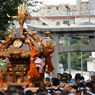 奉祝 即位礼◎北澤八幡神社宮神輿渡御 - 地域/お祭り