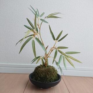 人口観葉植物②