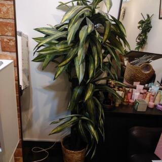 造花 観葉植物