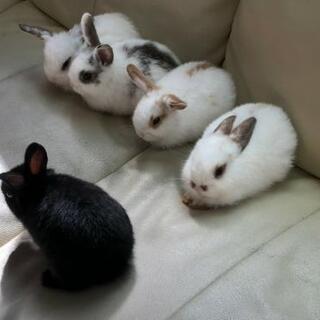 生後1ヶ月半のミニウサギ(5羽)里親募集✨