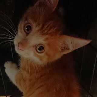 おだやか茶白の仔猫オス