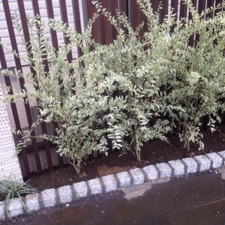 シルバープリペット約1m 植栽 植木
