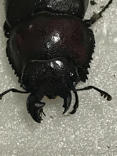 値下げしました雌雄同体？ノコギリクワガタ