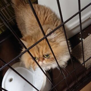 至急里親募集中