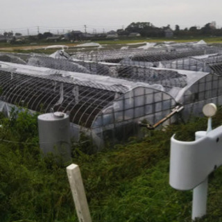 ビニールハウスのビニールを張るお手伝いをお願いします。農業体験 ...