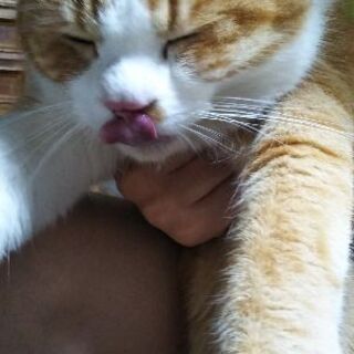 イケメン猫ちゃん